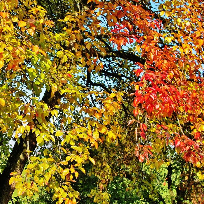 herbstferien.jpg herbstferien.jpg